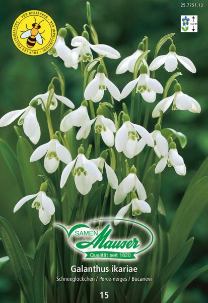 Blumenzwiebeln | Galanthus ikariae, einfach