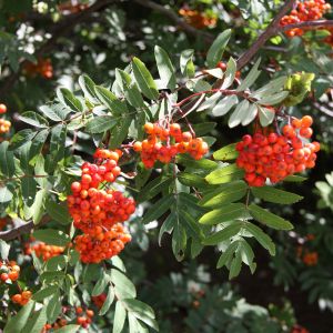 Sorbus aucuparia / Eberesche, Vogelbeere Pflanze im Topf/Plante en pot 100/125