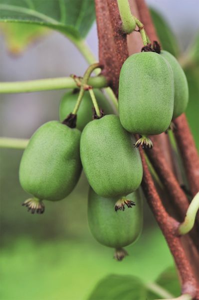 Beerenkiwi | VITIKIWI, selbstfruchtbar