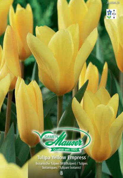 Blumenzwiebeln | Yellow Empress, Fosteriana-Tulpe