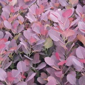 Cotinus coggygria 'Royal Purple' / Perückenstrauch Pflanze im Topf/Plante en pot 70/80