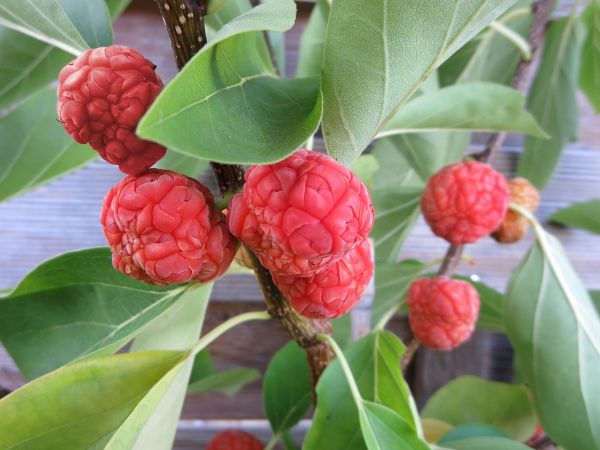 Arbustes sauvages | Fruit Che CUDRANIA, autofertile