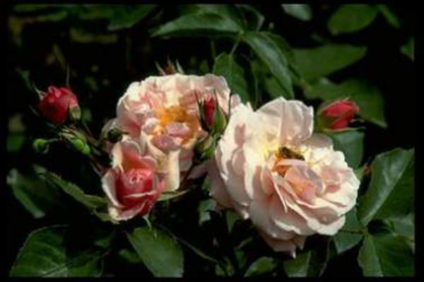 Rosiers arbustes | rose carminé | 150-200 cm
