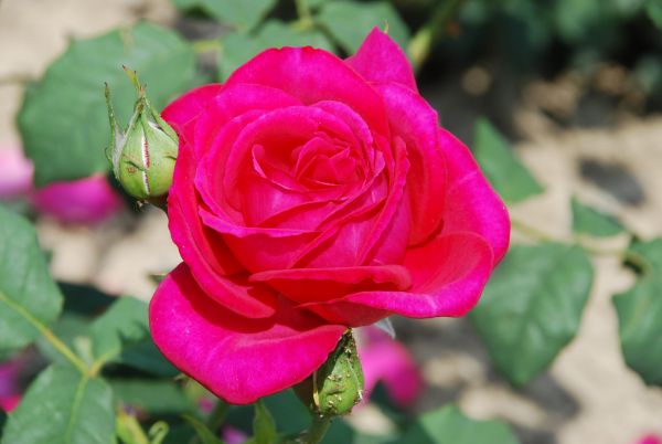 Romantica-Rose | Rot / Violett | 90-120 cm