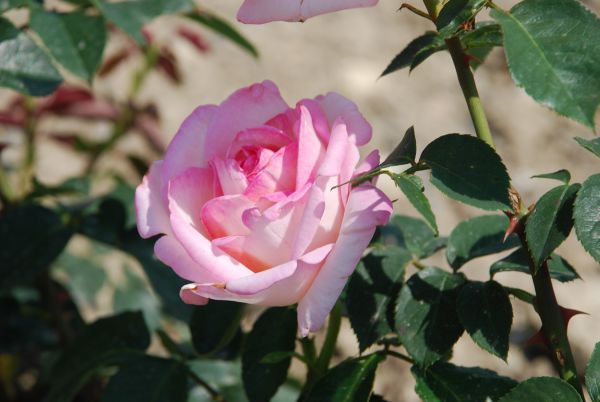 Rosiers à grandes fleurs | blanc crème bordé rose | 70-80 cm