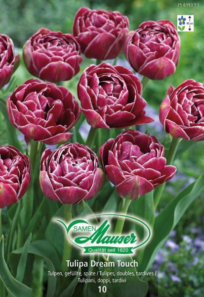 Bulbes à fleurs | Dream Touch, Tulipe double, tardive, 10 bulbes