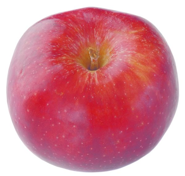 CRONY mein kleiner Apfelbaum | RED WINDSOR, selbstfruchtbar