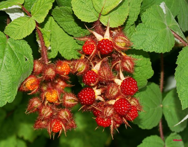 Rubus Hybriden | JAPANISCHE WEINBEERE, früh