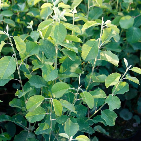 Amelanchier rotundifolia (ovalis) / Felsenbirne Forstpflanzen in Container/Plante forestière en cont