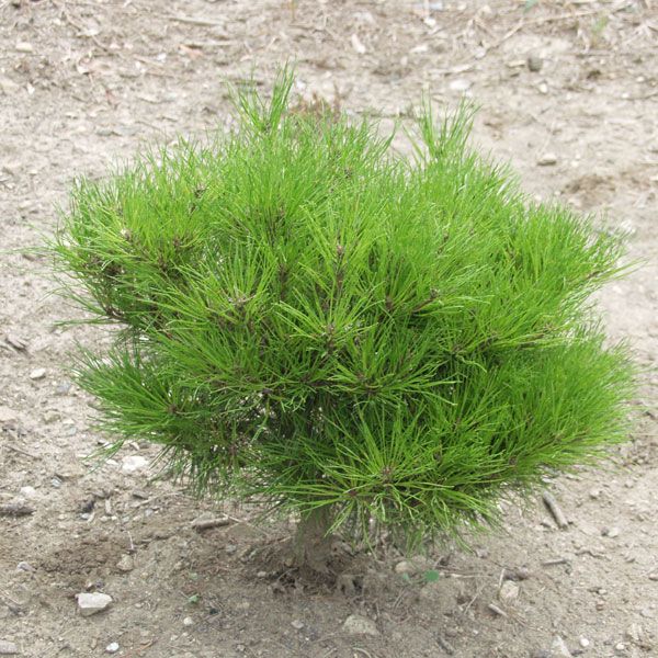 Pinus densiflora 'Alice Verkade' / Pin rouge du Japon
