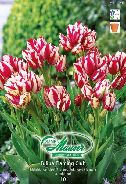 Blumenzwiebeln | Flaming Club, Bouquet-Tulpe