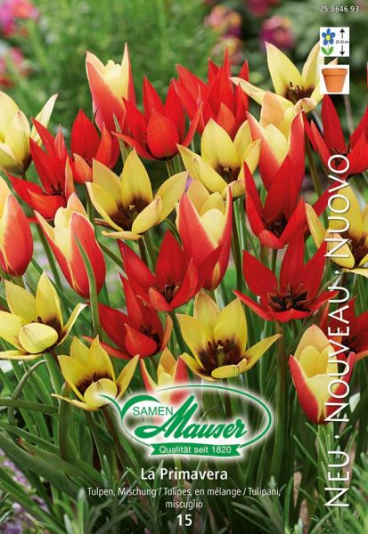 Bulbes à fleurs | La Primavera - Mélange de tulipes, 15 bulbes