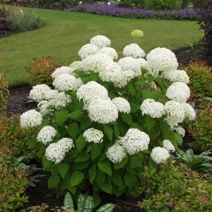 Hydrangea arborescens 'Annabelle' / Hortensie Container 7.5 Liter/Conteneur 7.5 litres