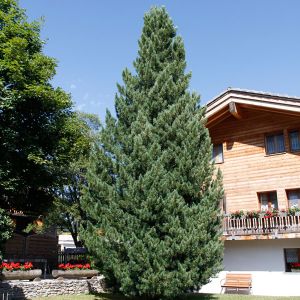 Pinus cembra / Arve, Zirbelkiefer Pflanze im Topf/Plante en pot 40/50