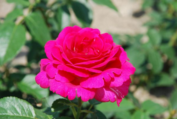 Rosiers à grandes fleurs | rose | 80-90 cm