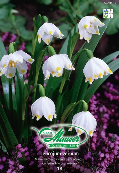 Bulbes à fleurs | Leucojum vernum, 18 bulbes