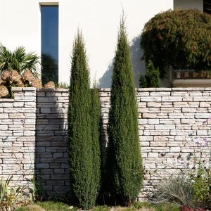 Juniperus communis 'Sentinel' / Gemeiner Wacholder Pflanze im Topf/Plante en pot 40/50