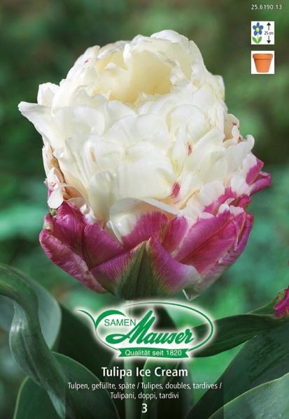 Blumenzwiebeln | Tulipa Ice Cream, Späte, gefüllte Tulpe